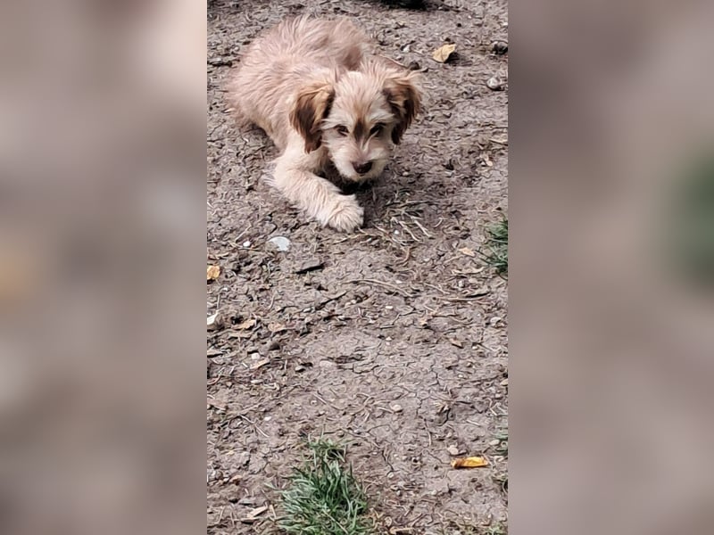 Nunu, klein, wuschelig, zuckersüß sucht sein Zuhause
