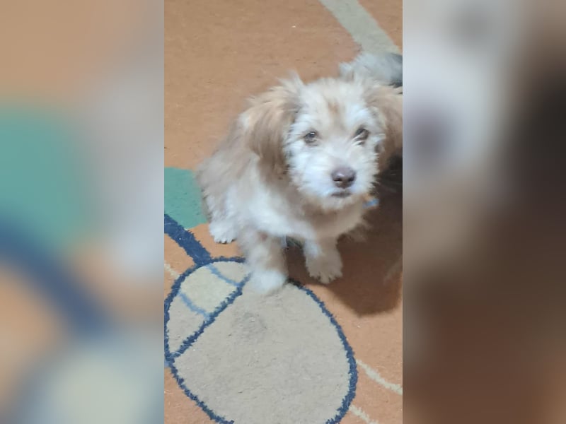 Nunu, klein, wuschelig, zuckersüß sucht sein Zuhause