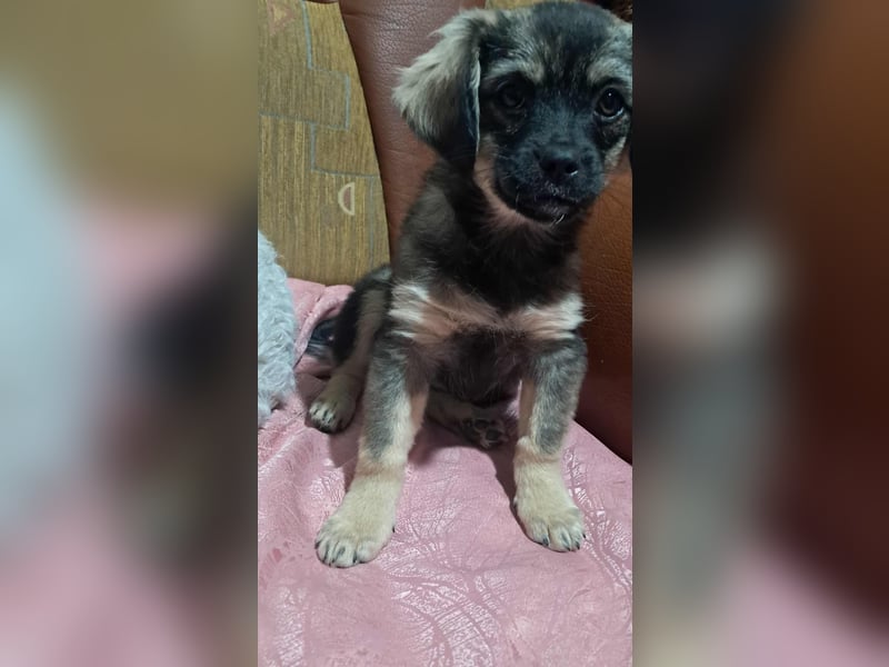Nina, kleine Zuckerschnute sucht ihre Menschen