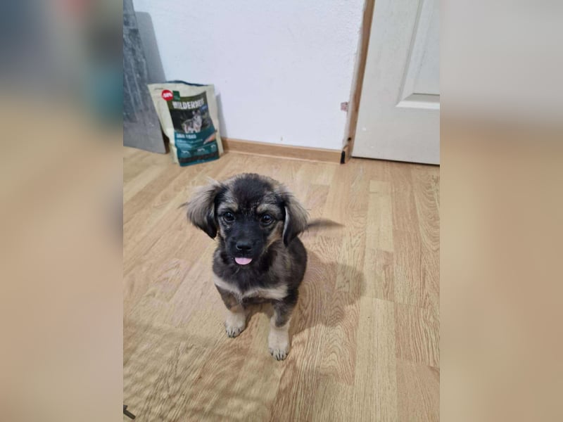 Nina, kleine Zuckerschnute sucht ihre Menschen