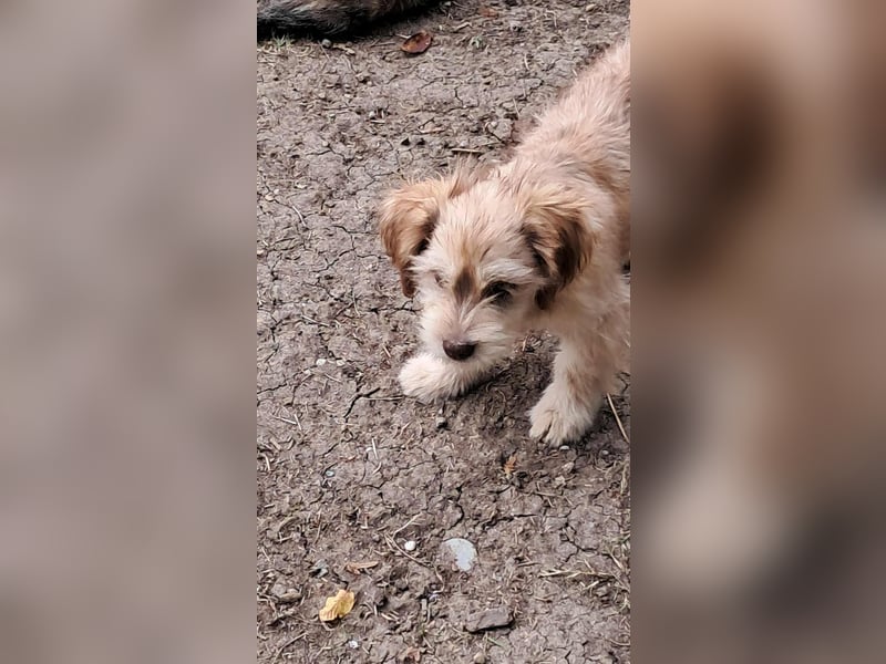 Nunu, klein, wuschelig, zuckersüß sucht sein Zuhause