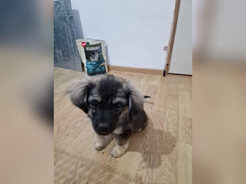 Nina, kleine Zuckerschnute sucht ihre Menschen