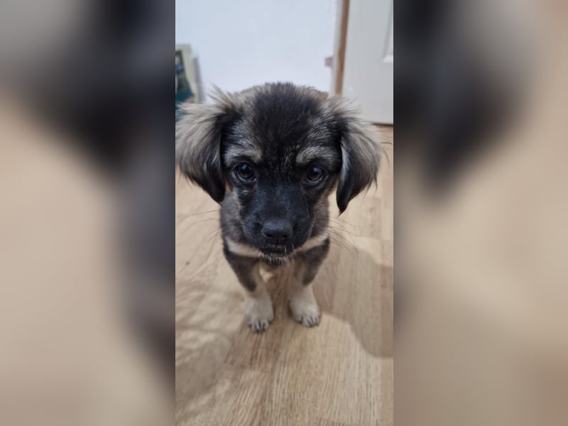 Nina, kleine Zuckerschnute sucht ihre Menschen