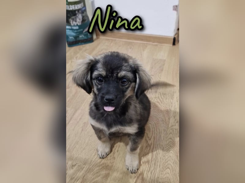 Nina, kleine Zuckerschnute sucht ihre Menschen
