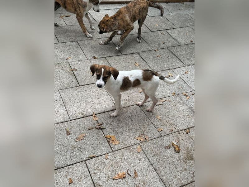 ♥JONNY♥ neu auf Pflegestelle bei Köln - bezaubernder, sehr lieber kleiner Hundemann 38 cm ♥JONNY♥ neu auf Pflegestelle bei Köln - bezaubernder, sehr lieber kleiner Hundemann 38 cm
