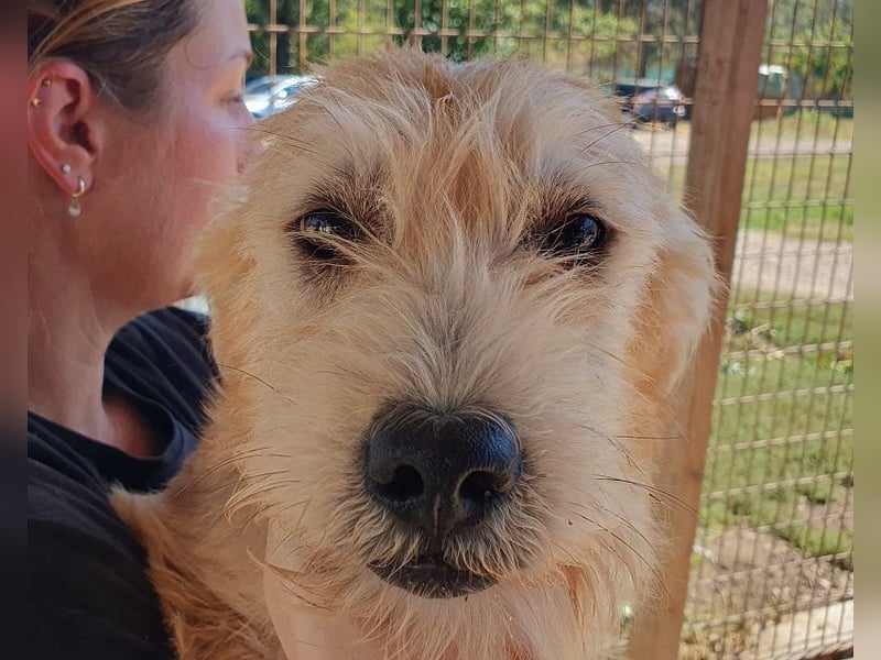 ♥BUFFY♥ zuckersüße, strubbelige Juniorin, die vom Tierheimstress überfordert ist 39 cm (wachsend)