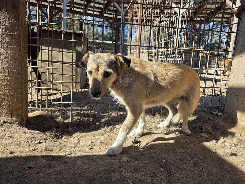 ♥PEPPI♥ neu auf Pflegestelle in Köln - süße, zarte, noch unsichere kleine Maus 37 cm