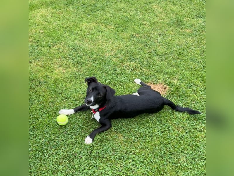 ♥LUISA♥ verliert ihr Zuhause bei Osnabrück - zuckersüßer verspielter Schatz 34 cm ♥LUISA♥ verliert ihr Zuhause bei Osnabrück - zuckersüßer verspielter Schatz 34 cm