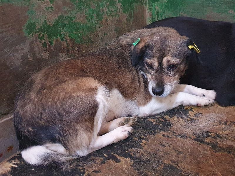 ♥KAYA♥ zarte, kleine,ruhige ältere Hundedame,die von ihrem Besitzer im Tierheim abgegeben wurde 39cm