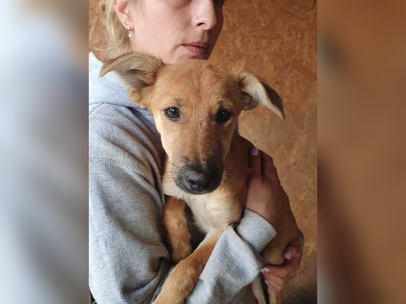 ♥DAISY♥ ab 15. Nov auf Pflegestelle bei Köln-total verschmustes,verspieltes Hundekind 38cm (wachsend ♥DAISY♥ ab 15. Nov auf Pflegestelle bei Köln-total verschmustes,verspieltes Hundekind 38cm (wachsend