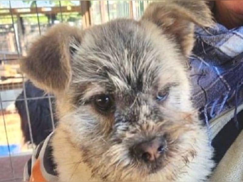 ♥NICK♥ zuckersüßer, zutraulicher Junior, der aussieht wie ein Teddybär - wird mittelgroß ♥NICK♥ zuckersüßer, zutraulicher Junior, der aussieht wie ein Teddybär - wird mittelgroß