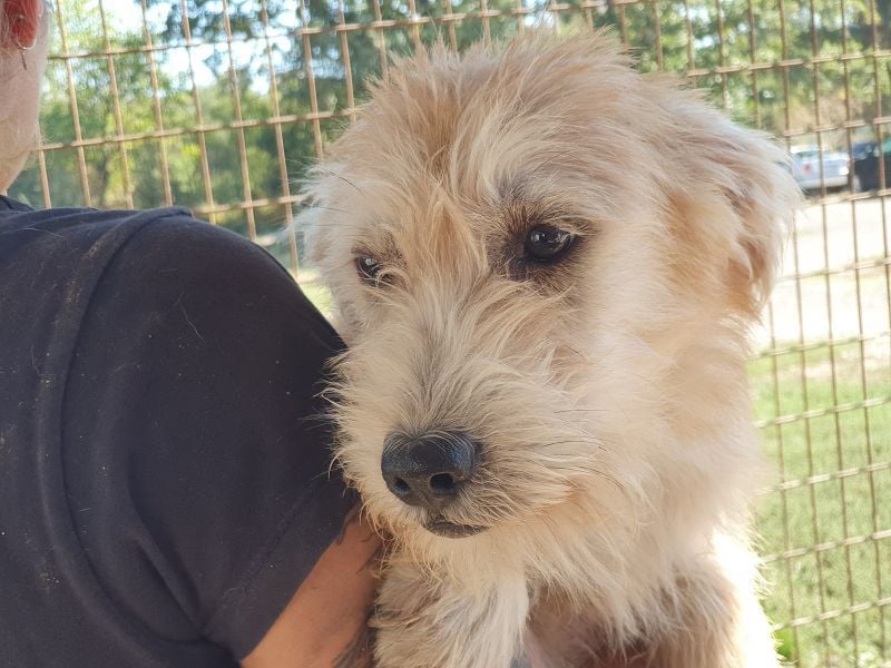 ♥BUFFY♥ zuckersüße, strubbelige Juniorin, die vom Tierheimstress überfordert ist 39 cm (wachsend)
