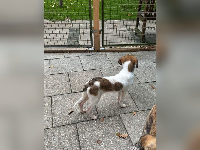 ♥JONNY♥ neu auf Pflegestelle bei Köln - bezaubernder, sehr lieber kleiner Hundemann 38 cm ♥JONNY♥ neu auf Pflegestelle bei Köln - bezaubernder, sehr lieber kleiner Hundemann 38 cm
