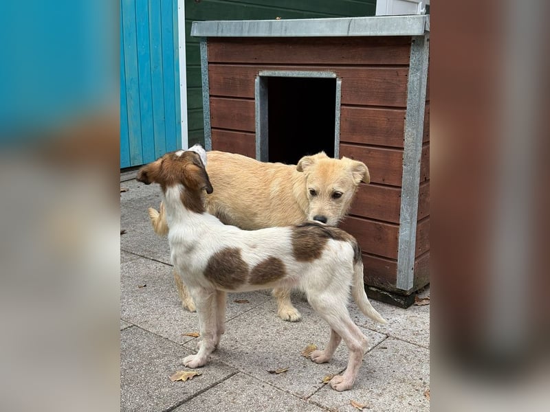 ♥JONNY♥ neu auf Pflegestelle bei Köln - bezaubernder, sehr lieber kleiner Hundemann 38 cm ♥JONNY♥ neu auf Pflegestelle bei Köln - bezaubernder, sehr lieber kleiner Hundemann 38 cm