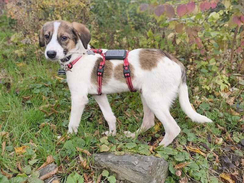 ♥JONNY♥ neu auf Pflegestelle bei Köln - bezaubernder, sehr lieber kleiner Hundemann 38 cm ♥JONNY♥ neu auf Pflegestelle bei Köln - bezaubernder, sehr lieber kleiner Hundemann 38 cm