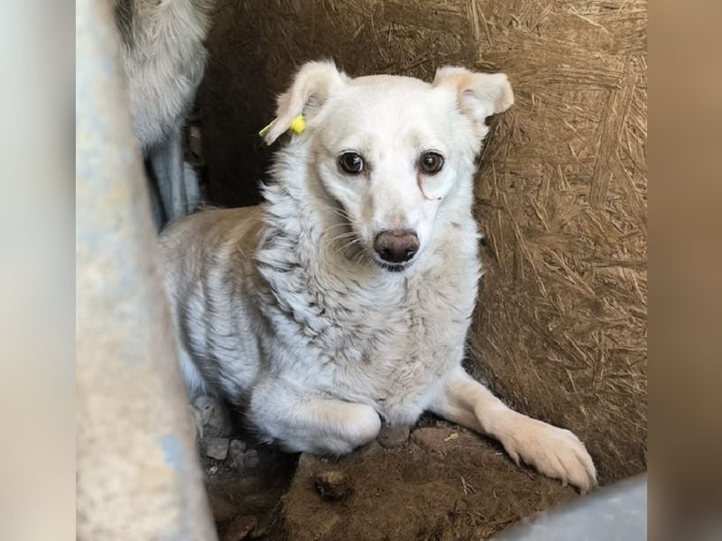 ♥SMEILIE♥ zierliche, ganz liebe kleine Hündin, die ganz neu im Tierheim gelandet ist 35 cm