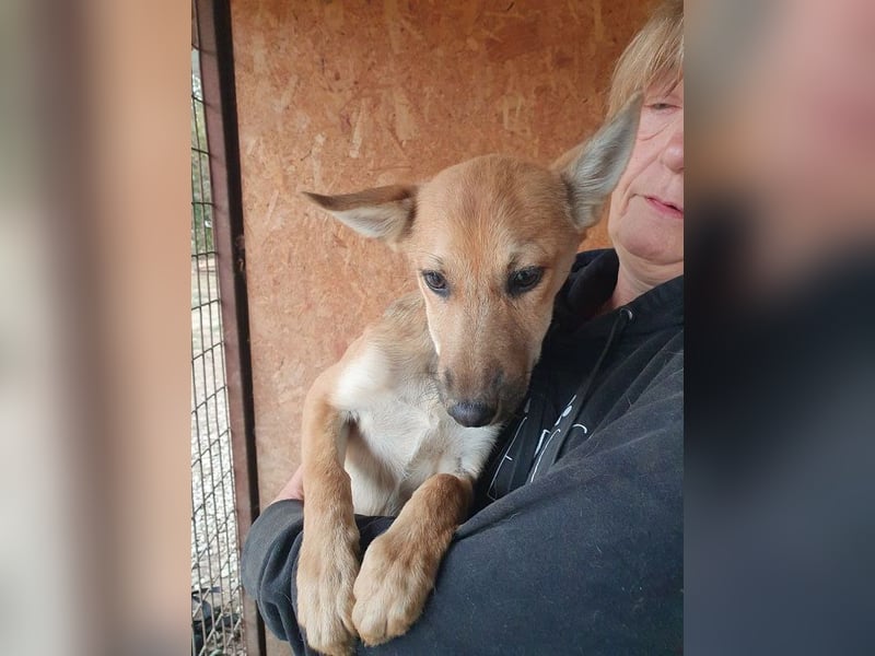 ♥LUNA♥ zuckersüße, zarte, verschmuste Welpin, die es im Winter schwer haben wird 36 cm (wachsend)