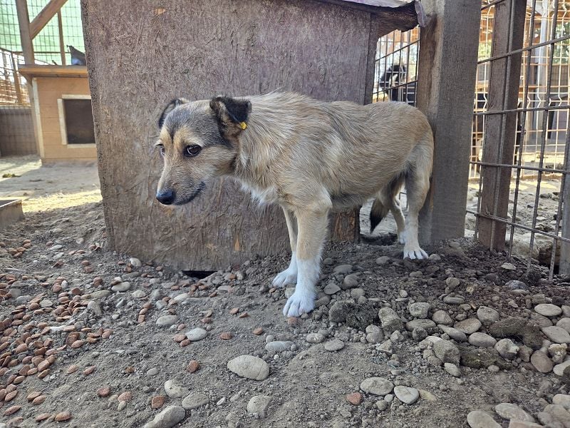 ♥PEPPI♥ neu auf Pflegestelle in Köln - süße, zarte, noch unsichere kleine Maus 37 cm