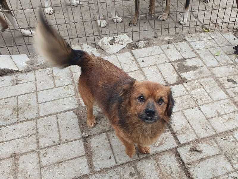 ♥BARLEY♥ neu auf Pflegestelle bei Köln - zuckersüßer, verschmuster, anhänglicher Schatz 33 cm