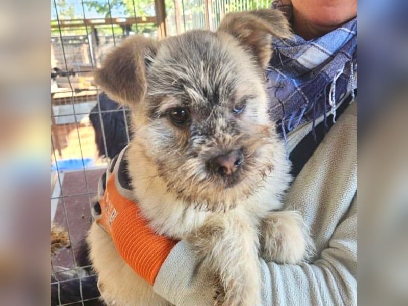 ♥NICK♥ zuckersüßer, zutraulicher Junior, der aussieht wie ein Teddybär - wird mittelgroß ♥NICK♥ zuckersüßer, zutraulicher Junior, der aussieht wie ein Teddybär - wird mittelgroß