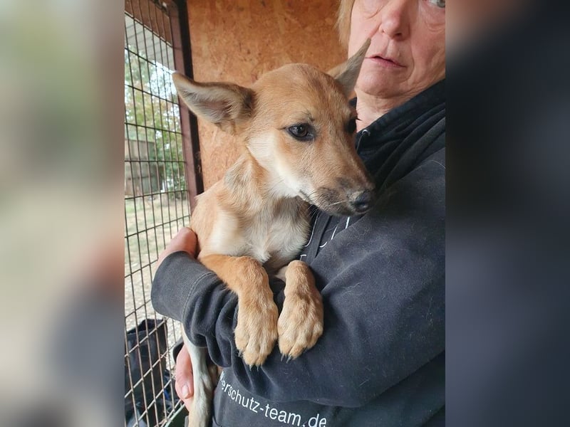 ♥LUNA♥ zuckersüße, zarte, verschmuste Welpin, die es im Winter schwer haben wird 36 cm (wachsend)