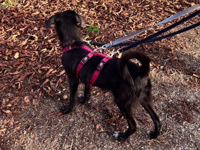 ♥CHICO♥ auf Pflegestelle in Köln - zuckersüßer, verschmuster, sanfter Junior 38 cm