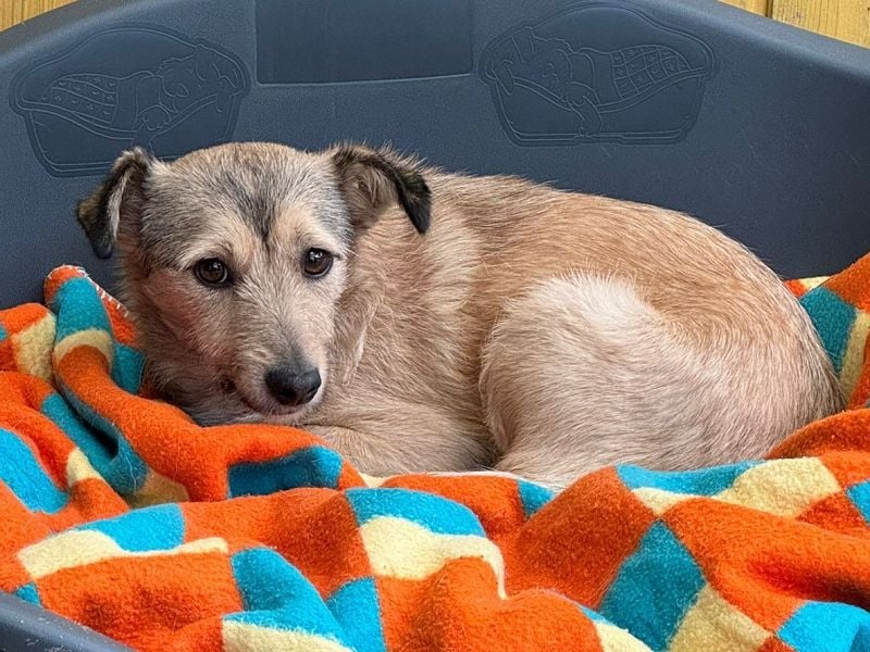 ♥PEPPI♥ neu auf Pflegestelle in Köln - niedliche, zarte, noch unsichere kleine Maus 37cm