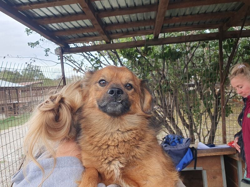 ♥BARLEY♥ neu auf Pflegestelle bei Köln - zuckersüßer, verschmuster, anhänglicher Schatz 33 cm