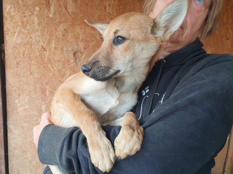 ♥LUNA♥ zuckersüße, zarte, verschmuste Welpin, die es im Winter schwer haben wird 36 cm (wachsend)