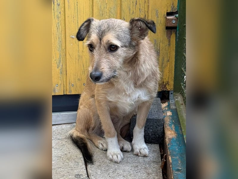 ♥PEPPI♥ neu auf Pflegestelle in Köln - niedliche, zarte, noch unsichere kleine Maus 37cm