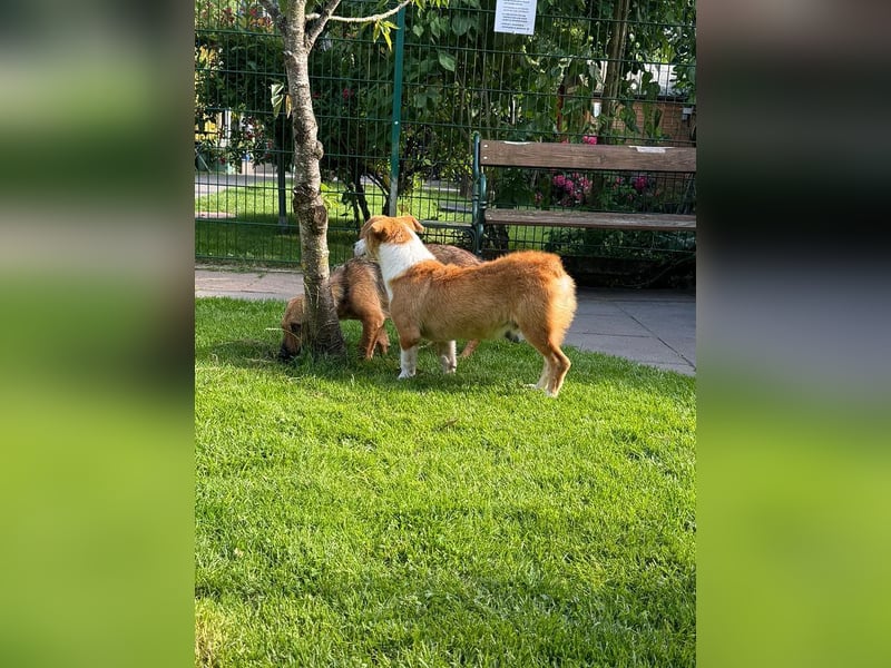 ♥JIMMY♥ auf Pflegestelle bei Duisburg - bezaubernder, verschmuster Junior 39 cm