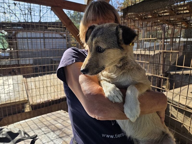 ♥PEPPI♥ süße, zarte kleine Maus, die Menschen gegenüber noch unsicher ist 30 cm