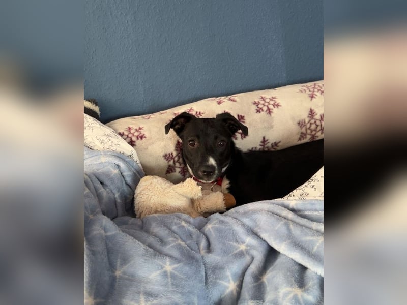 ♥LUISA♥ verliert ihr Zuhause bei Osnabrück - zuckersüßer verspielter Schatz 34 cm