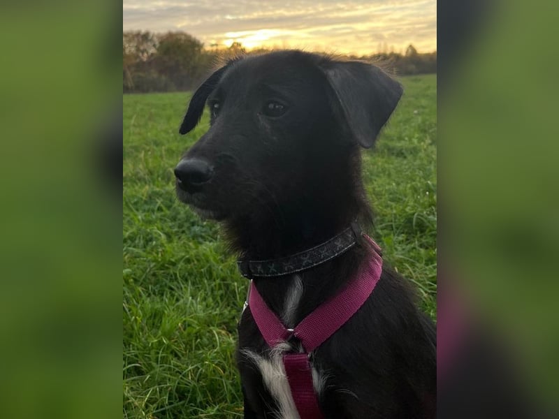 ♥CHICO♥ auf Pflegestelle in Köln - zuckersüßer, verschmuster, sanfter Junior 38 cm