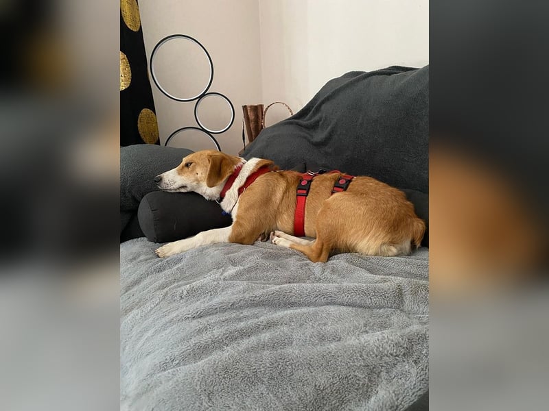 ♥JIMMY♥ auf Pflegestelle bei Duisburg - bezaubernder, verschmuster Junior 39 cm