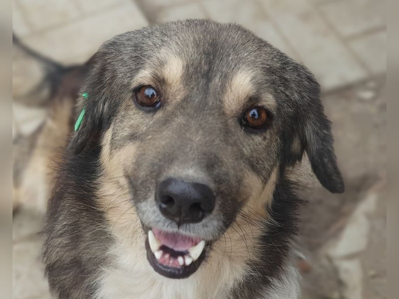 ♥TWIX♥ zuckersüßer, sanfter, charmanter, verspielter Gute-Laune-Hund 39 cm ♥TWIX♥ zuckersüßer, sanfter, charmanter, verspielter Gute-Laune-Hund 39 cm