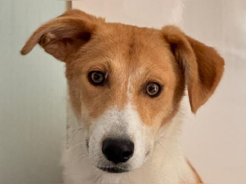 ♥JIMMY♥ auf Pflegestelle bei Duisburg - bezaubernder, verschmuster Junior 39 cm ♥JIMMY♥ auf Pflegestelle bei Duisburg - bezaubernder, verschmuster Junior 39 cm