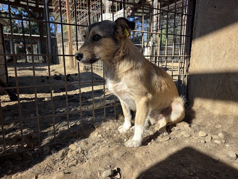 ♥PEPPI♥ neu auf Pflegestelle in Köln - süße, zarte, noch unsichere kleine Maus 37 cm