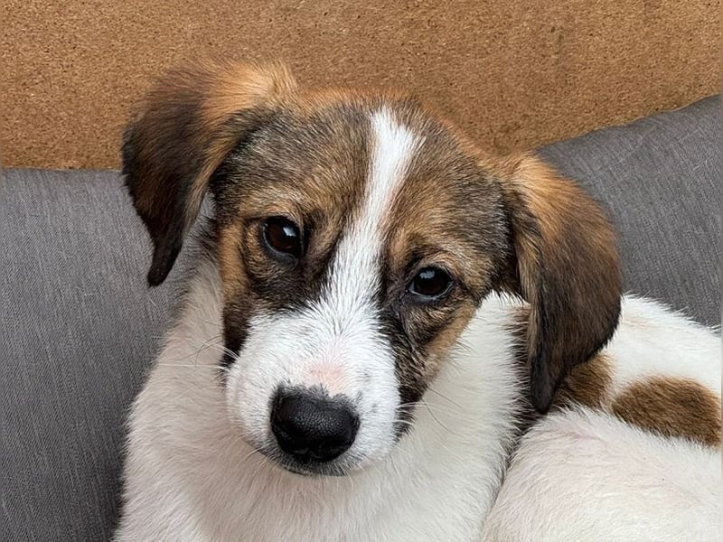 ♥JONNY♥ neu auf Pflegestelle bei Köln - bezaubernder, sehr lieber kleiner Hundemann 38 cm ♥JONNY♥ neu auf Pflegestelle bei Köln - bezaubernder, sehr lieber kleiner Hundemann 38 cm