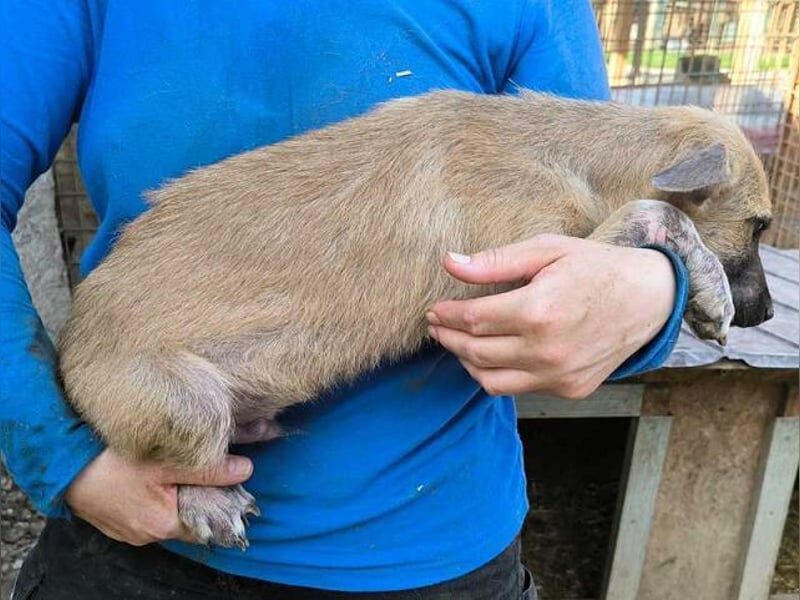 ♥GEORG♥ zuckersüßer, verspielter Hundebub, dem der Tierheimstress sehr zusetzt 25-30 cm (wachsend)