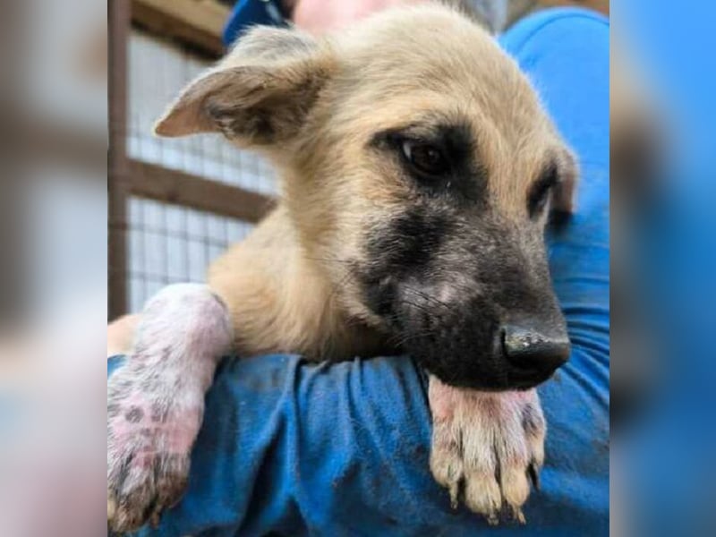 ♥GEORG♥ zuckersüßer, verspielter Hundebub, dem der Tierheimstress sehr zusetzt 25-30 cm (wachsend)