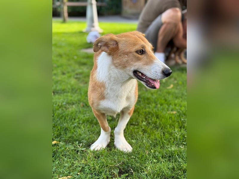 ♥JIMMY♥ auf Pflegestelle bei Duisburg - bezaubernder, verschmuster Junior 39 cm