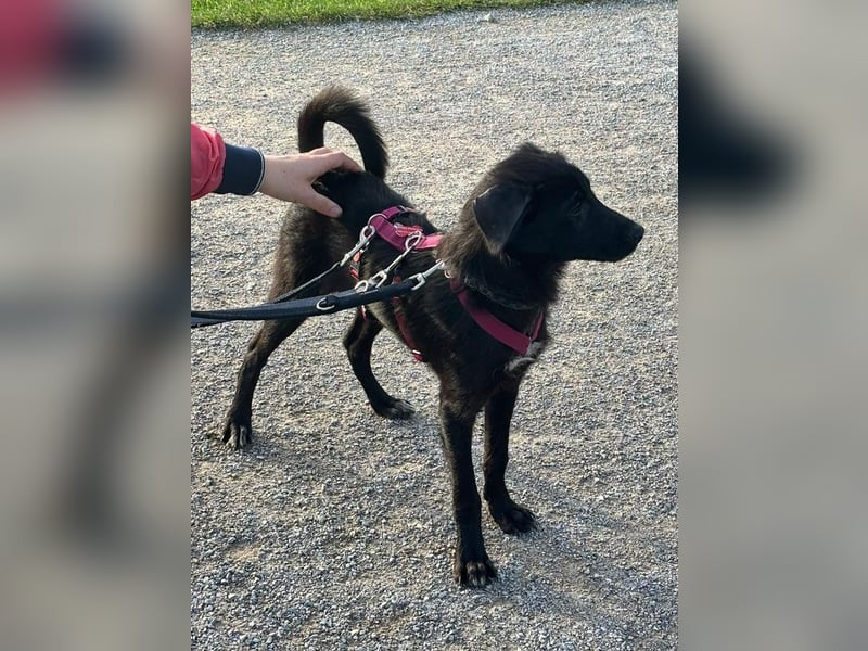 ♥CHICO♥ auf Pflegestelle in Köln - zuckersüßer, verschmuster, sanfter Junior 38 cm