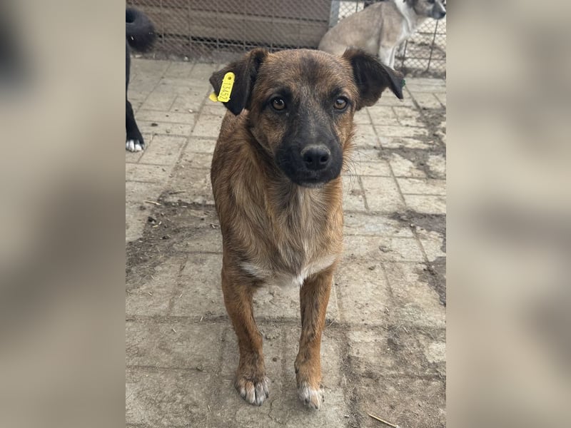 ♥PACO♥ ab 18. Okt auf Pflegestelle bei Köln - süßer, aufgeschlossener kleiner Jungrüde 36cm