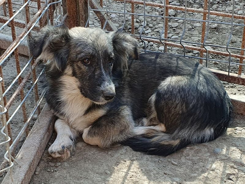 ♥RUDI♥ wunderschöner, süßer, noch vorsichtiger kleiner Junghund 35 cm