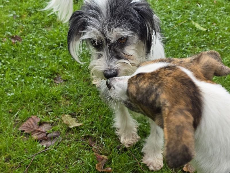 ♥HELEN♥ auf Pflegestelle bei Leverkusen - sehr verschmuste, zu dünne, ganz liebe Seele 40 cm