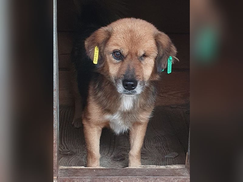 ♥SPIRELLI♥ neu auf Pflegestelle bei Köln - verschmuster, anhänglicher, ruhiger kleiner Rüde 37 cm