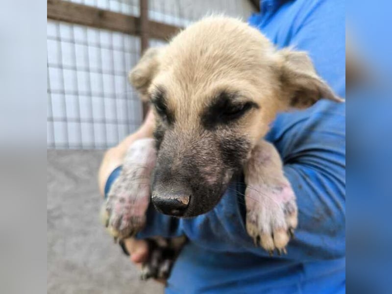 ♥GEORG♥ zuckersüßer, verspielter Hundebub, dem der Tierheimstress sehr zusetzt 25-30 cm (wachsend)