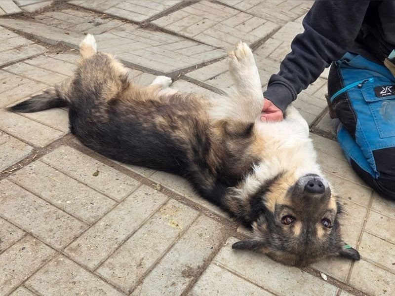 ♥TWIX♥ zuckersüßer, sanfter, charmanter, verspielter Gute-Laune-Hund 39 cm ♥TWIX♥ zuckersüßer, sanfter, charmanter, verspielter Gute-Laune-Hund 39 cm