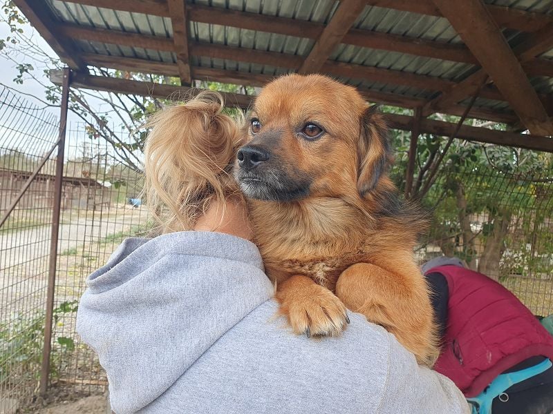 ♥BARLEY♥ neu auf Pflegestelle bei Köln - zuckersüßer, verschmuster, anhänglicher Schatz 33 cm